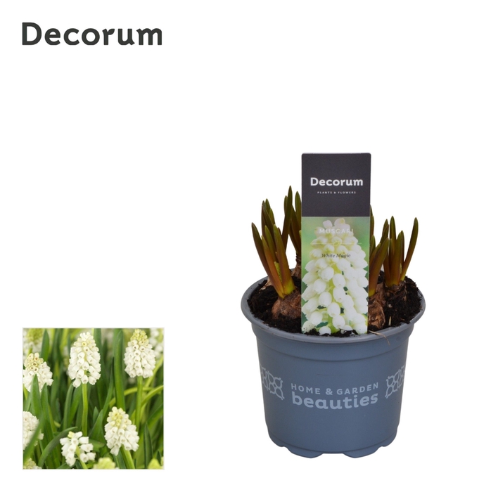 <h4>Muscari White Magic</h4>