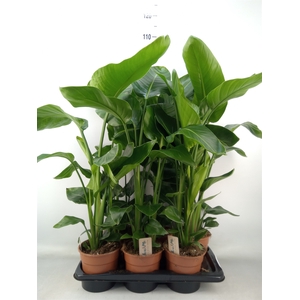Strelitzia nicolai