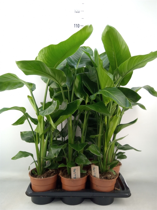 <h4>Strelitzia nicolai</h4>