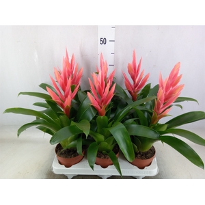 Tillandsia  'Ziva'