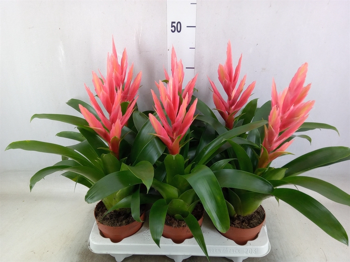 <h4>Tillandsia  'Ziva'</h4>