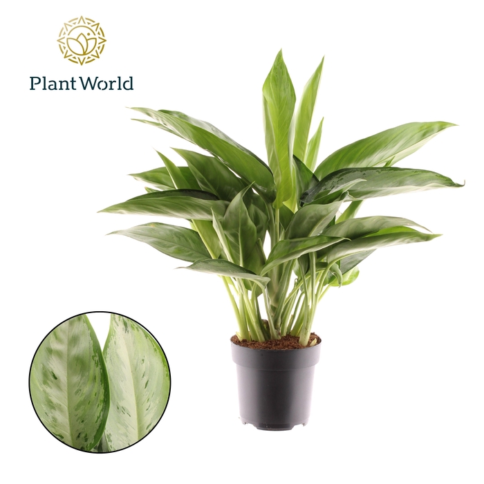 <h4>Aglaonema Silverado</h4>