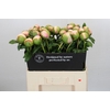 Paeonia Colonel Owen Cousins