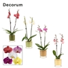Phalaenopsis 2 tak 16+ mix in Lynn (Silent moods-collection)