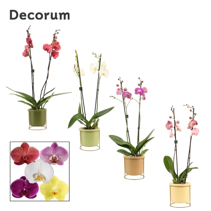 Phalaenopsis 2 tak 16+ mix in Lynn (Silent moods-collection)