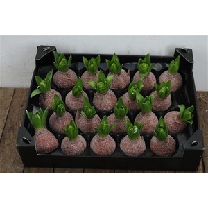 Wax Hyacinth Glitter Koper