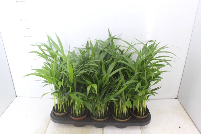 <h4>PALMEIRA ARECA BAMBU P11</h4>