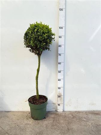 <h4>Buxu Sempervirens Bol Op Stam 25cm</h4>