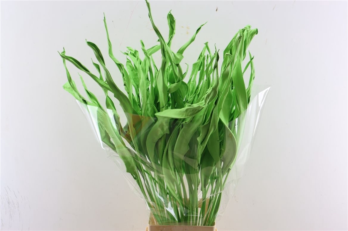 Dried Strelitziablad Appelgroen P Stem