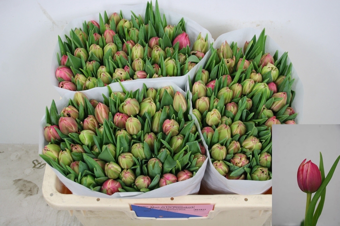 <h4>TU DU COLUMBUS</h4>