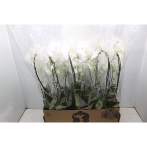 PHALAENOPSIS CASCATA P12 BRANCO