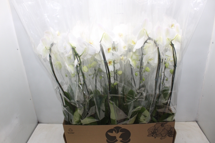 <h4>PHALAENOPSIS CASCATA P12 BRANCO</h4>