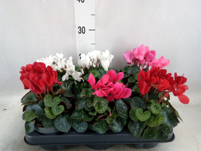 <h4>Cyclamen KL 'Carino'</h4>