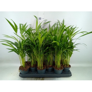 Dypsis lutescens   ...Chrysalidoca