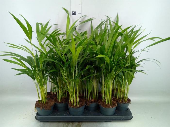 <h4>Dypsis lutescens   ...Chrysalidoca</h4>