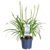 Agapanthus Africanus blauw 4+ steel, beperkt leverbaar