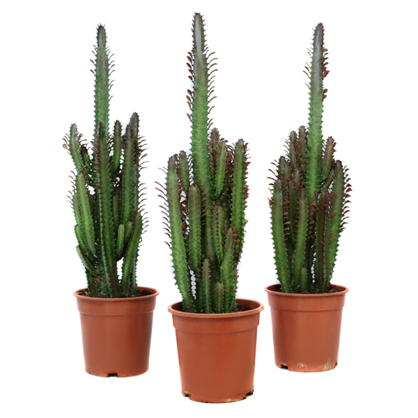 <h4>Euphorbia trigona rubra 21 cm</h4>