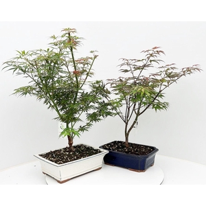 Acer mix, pot 24-27cm, 2 different species, without driptray