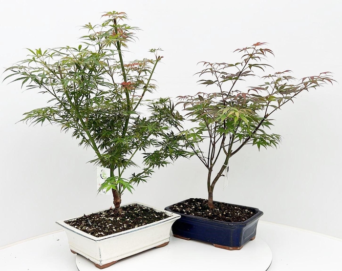 <h4>Acer mix, pot 24-27cm, 2 different species, without driptray</h4>