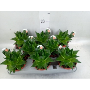 Aloe aristata 'Cosmo'