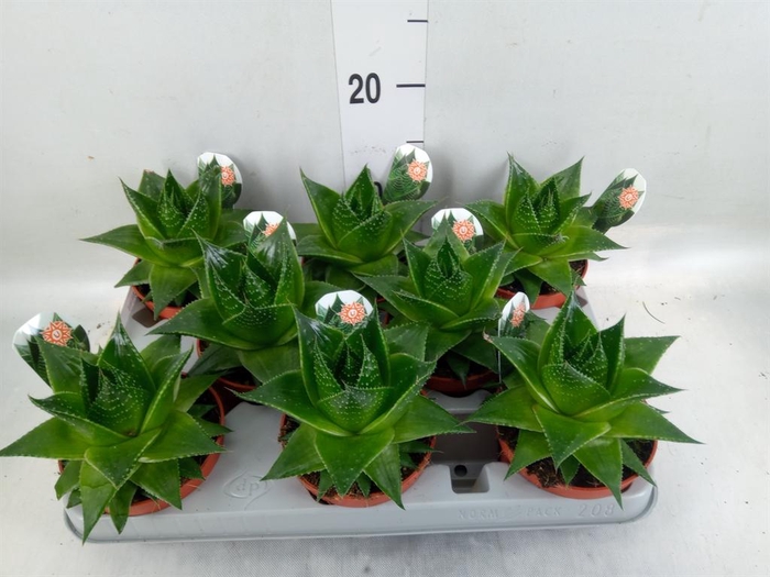 <h4>Aloe aristata 'Cosmo'</h4>