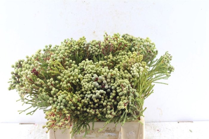 <h4>Kaaps Berzelia Abratanoides</h4>