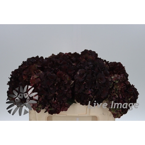 Hydrangea mag pink ruby classic