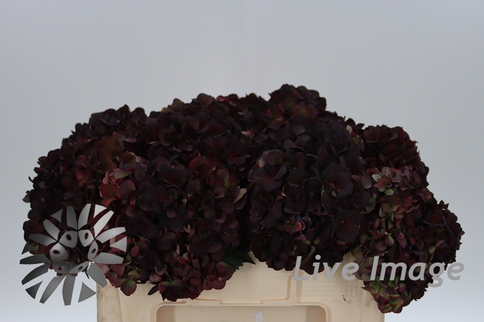 <h4>Hydrangea mag pink ruby classic</h4>