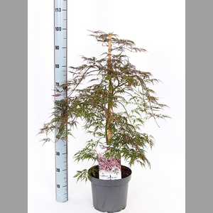 ACER OV