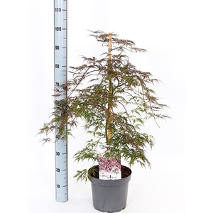 ACER OV