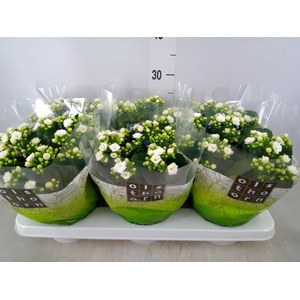 Kalanchoe blos. 'Calandiva Whites'