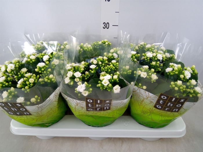 Kalanchoe blos. 'Calandiva Whites'