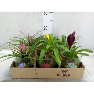 Arr.   Planten L%