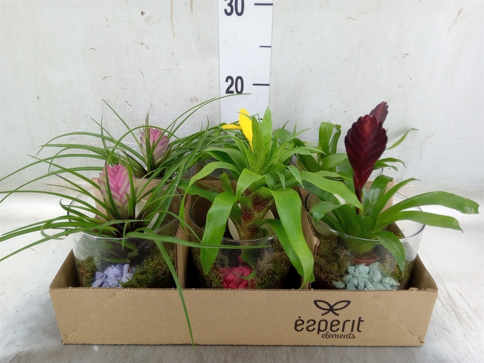 <h4>Arr.   Planten L%</h4>