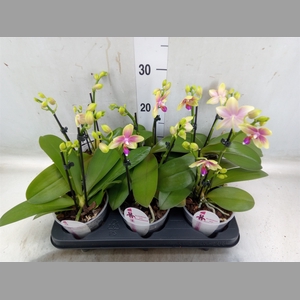 Phalaenopsis   ...
