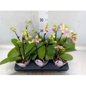 Phalaenopsis   ...