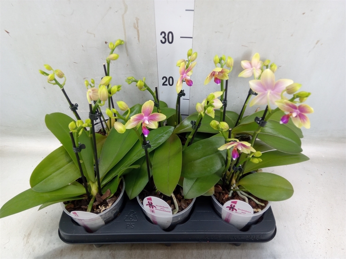 <h4>Phalaenopsis   ...</h4>