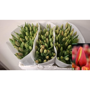 TU EN WORLD'S FAVOUR