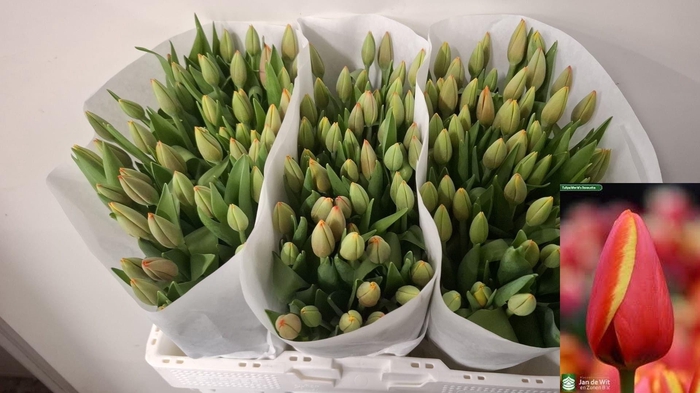 <h4>TU EN WORLD'S FAVOUR</h4>