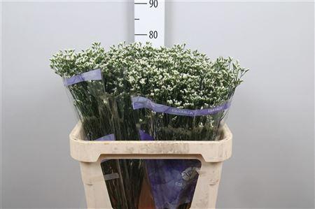 <h4>Lim Sin White Lace (parfumed)</h4>