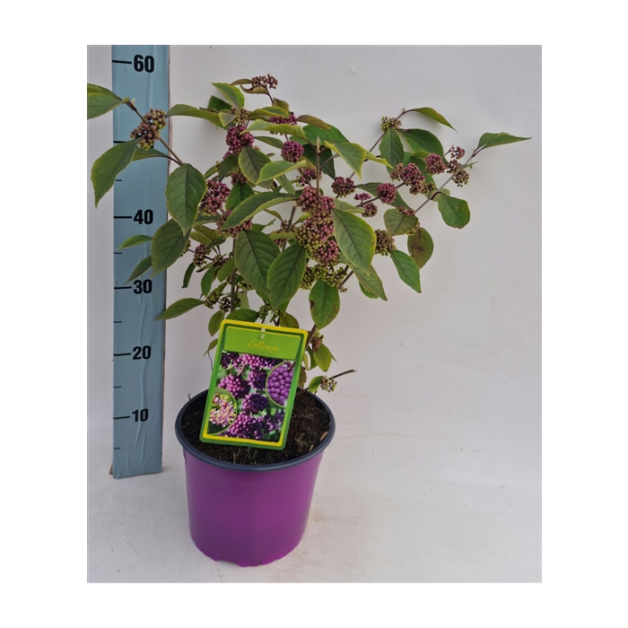 <h4>Callicarpa bodinieri profusion wpl</h4>