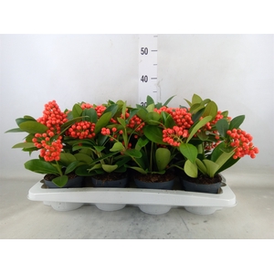 Skimmia jap. 'Temptation'