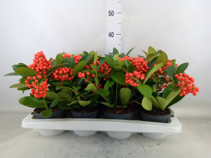 <h4>Skimmia jap. 'Temptation'</h4>