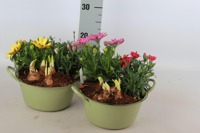 <h4>ARR TUINPLANTEN</h4>