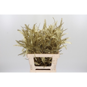 Grevilea Ivanhoe Kl Bh Goud