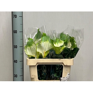 ZANT AE GREEN GODDES