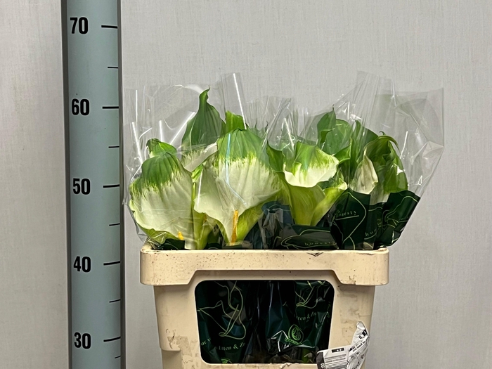 <h4>ZANT AE GREEN GODDES</h4>