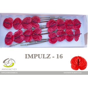 Anthurium Impulz