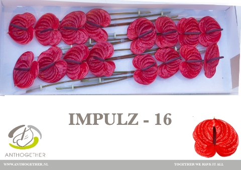 <h4>Anthurium Impulz</h4>