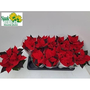 EUPHOR P MIDI RED P10.5